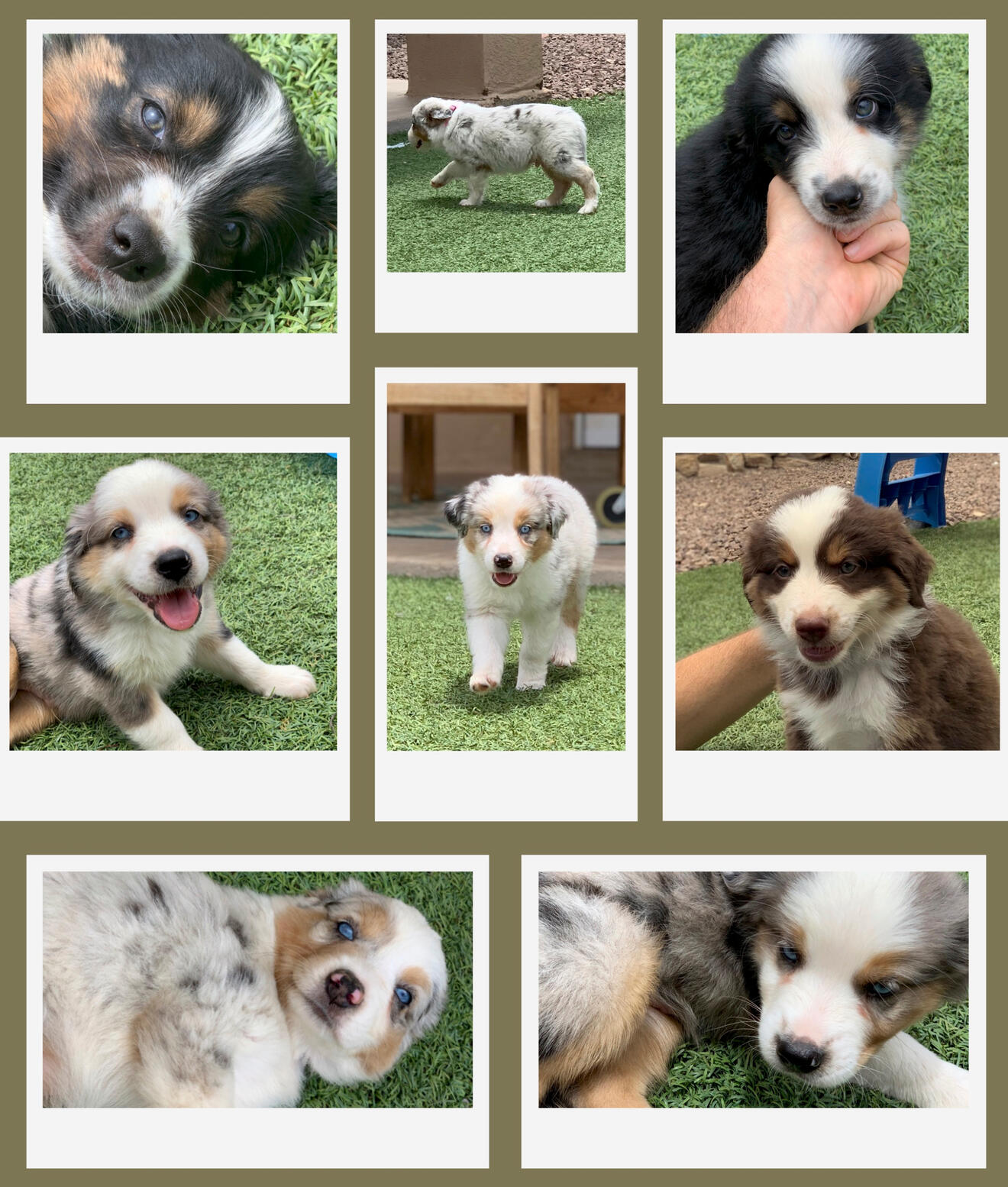 Foxy Puppy Collage 2024 Foxy Puppy Collage 2024